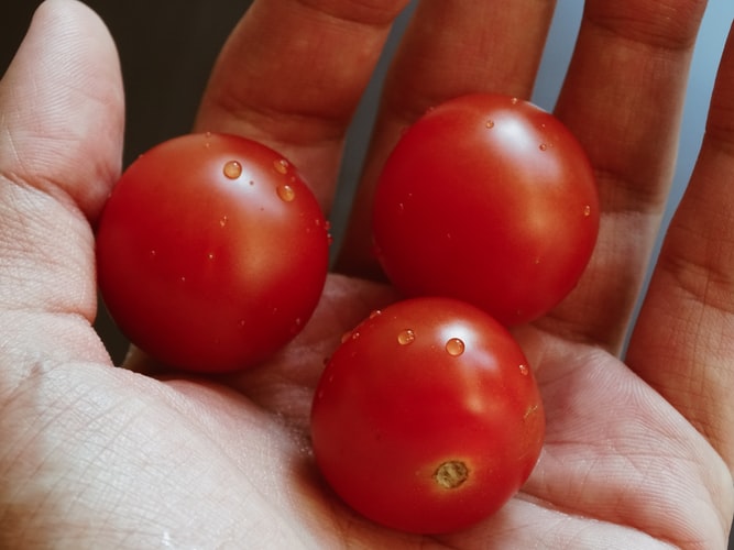 mão segurando tomates cereja